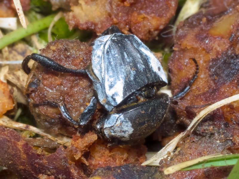 Sisyphus schaefferi boschniaki Fischer, 1823